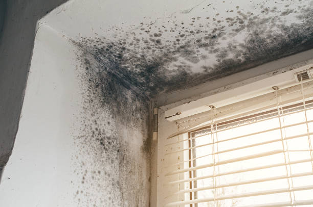 Affordable Mold Cleanup solutions in Church Hill, PA